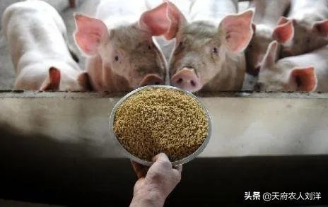 养猪效益怎样？