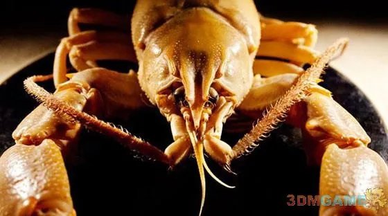 大得难以想象 那些震撼世人的巨型动物