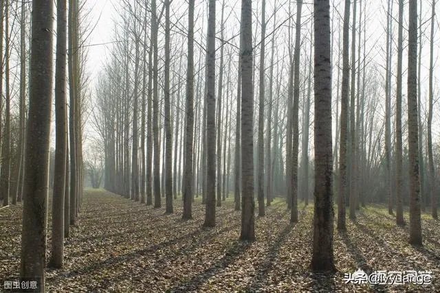 107杨树育苗扦插成活率是多少？怎么才能成活率高？