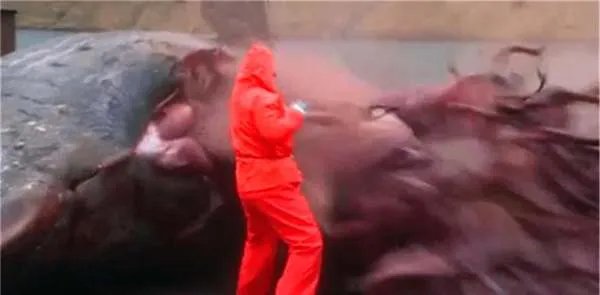 鲸鱼的结局除了鲸落，还有什么结果？