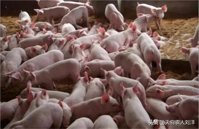 养猪效益怎样？