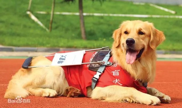 建议全国的公交车普及导盲犬可以坐公交车的知识可以吗?