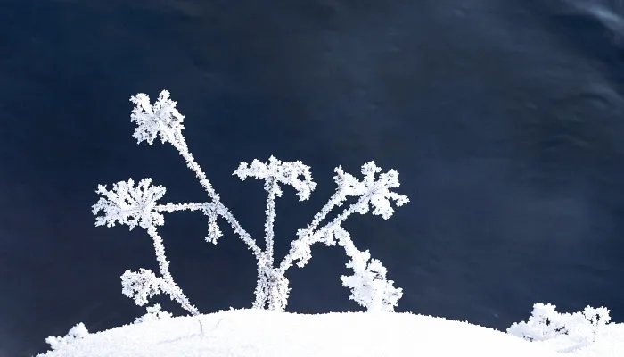 南方大雪吃什么传统食物