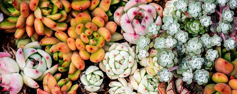 观音莲开花吗 观音莲开什么样的花