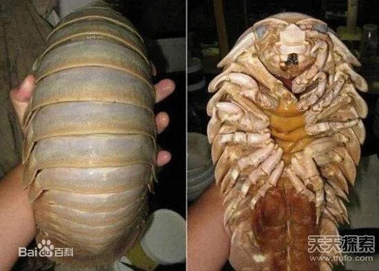 海里长的像虱子的虫子