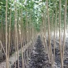 107杨树育苗扦插成活率是多少？怎么才能成活率高？