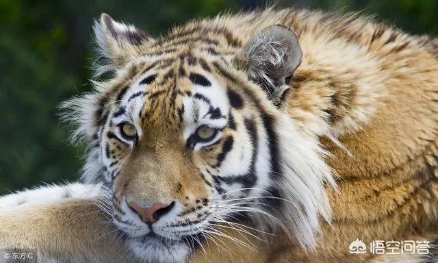 胜之不武是什么动物