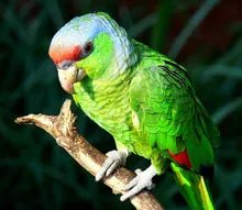 鹦鹉模仿碧昂斯唱歌是有意栽培的结果吗?