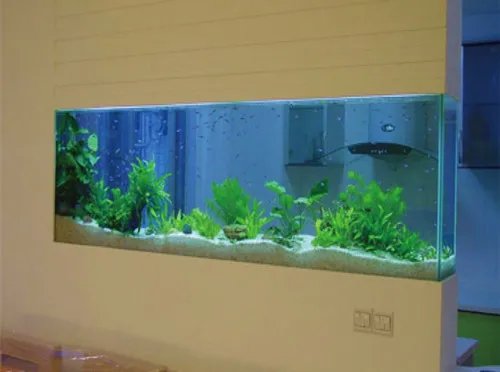 壁挂鱼缸尺寸多大适合   壁挂鱼缸可以养哪些鱼