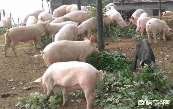 养猪效益怎样？