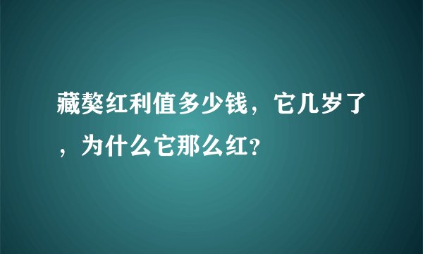 藏獒红利值多少钱，它几岁了，为什么它那么红？