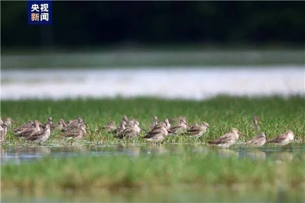越冬候鸟迁徙高峰即将到来，鄱阳湖空前干旱带来了哪些影响？