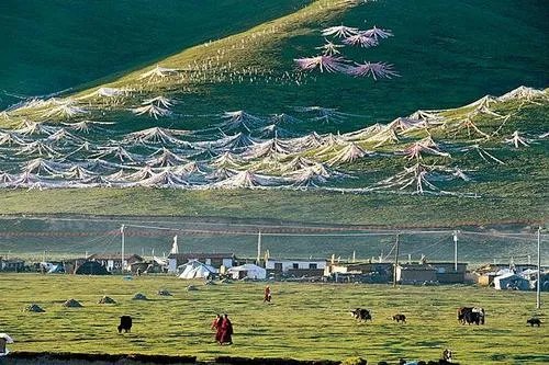 小伙是怎么想到网贷去可可西里捡垃圾的?是什么影响了他?