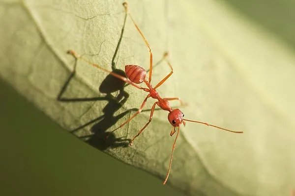 家里有红蚂蚁怎么处理