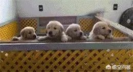 咬死过鸡的金毛会伤人吗？