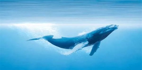 鲸鱼的结局除了鲸落，还有什么结果？