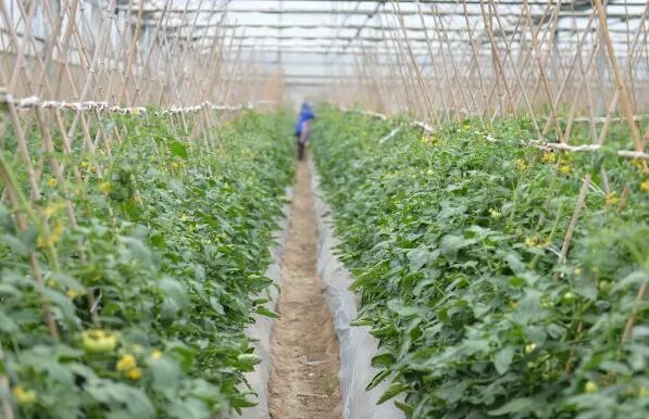 今年几号立秋 2021什么时候是立秋日