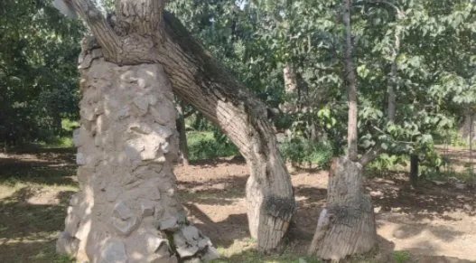 407岁梨树被烧空心仍能结果，为何它的生命力这么强？