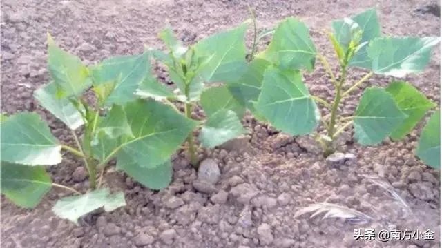 107杨树育苗扦插成活率是多少？怎么才能成活率高？