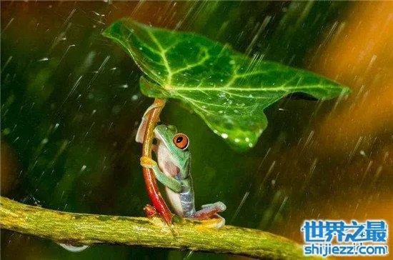 打伞树蛙是真的吗 树蛙真的存在这样的行为吗？ 