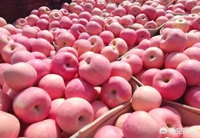 现在苹果价格的行情如何？