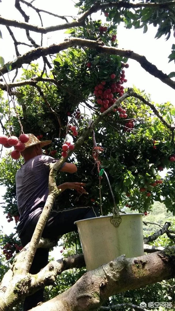 你们农村致富故事有哪些？