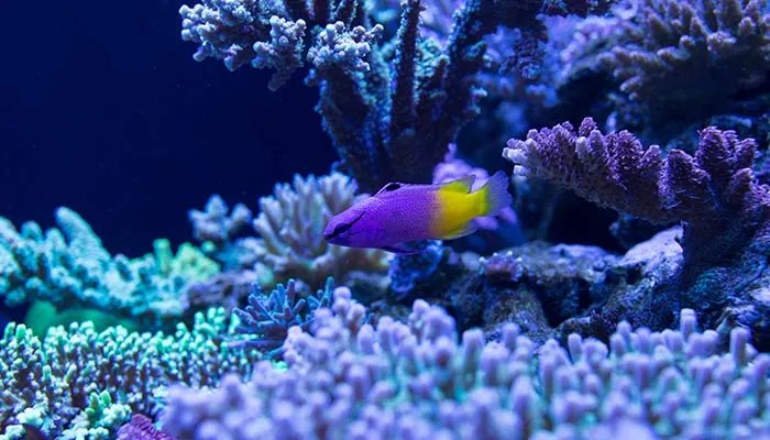 海马和鲸鱼哪个是鱼 海马和鲸鱼到底哪个是鱼