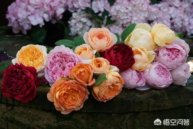 花店里卖的玫瑰明明都是月季花,可人们为什么总说是玫瑰花?