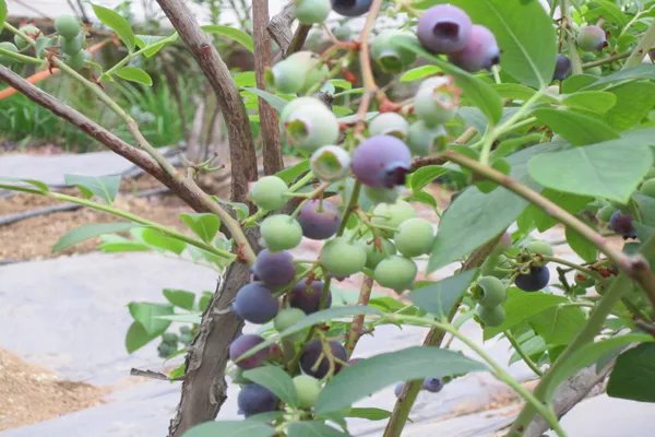 清明节青岛旅游攻略 清明节青岛去哪比较好