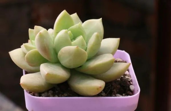 多肉花语大全带图片