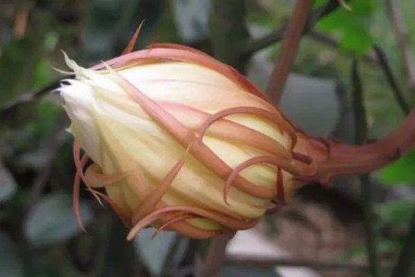 居民家中昙花4个月开了3次，这是什么原因？