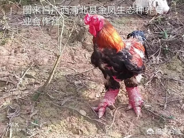 你们农村致富故事有哪些？