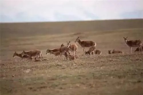 小伙是怎么想到网贷去可可西里捡垃圾的？是什么影响了他？