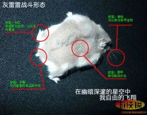 玩家制造：《雷电online》新宠物灰雷雷