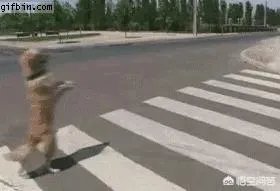 咬死过鸡的金毛会伤人吗？