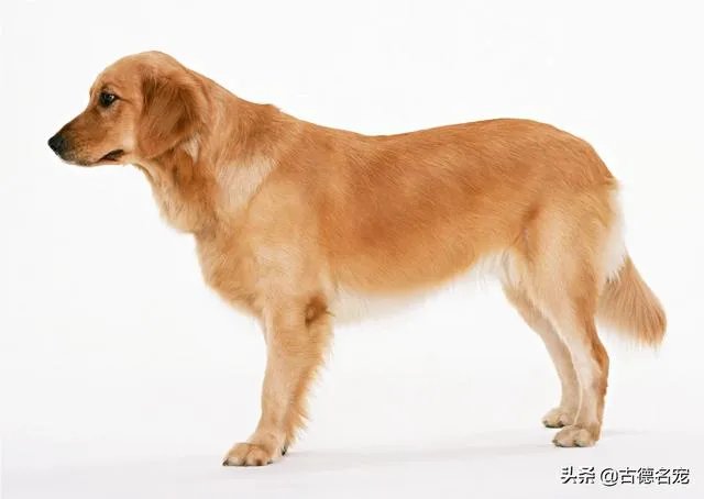 建议全国的公交车普及导盲犬可以坐公交车的知识可以吗?