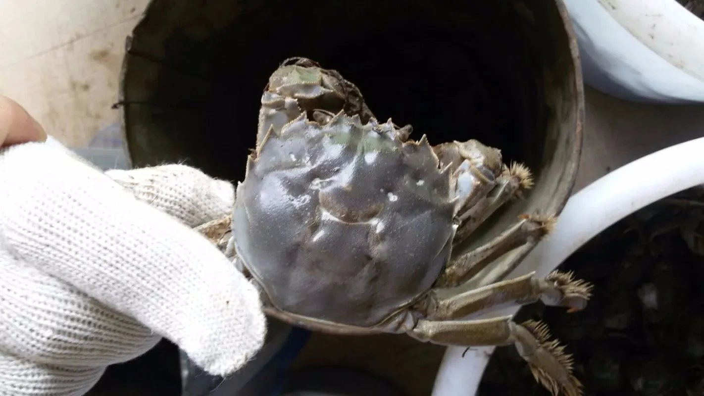 怎么才能获得洪荒之力在现实世界上