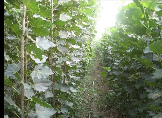 107杨树育苗扦插成活率是多少？怎么才能成活率高？