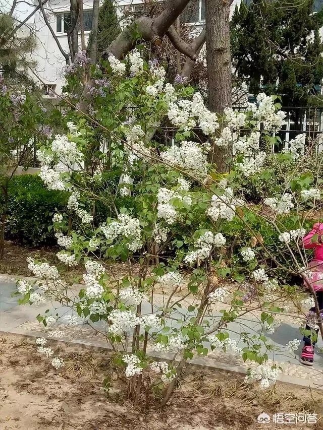 春风十里不如赏花，北京赏花指南是什么？