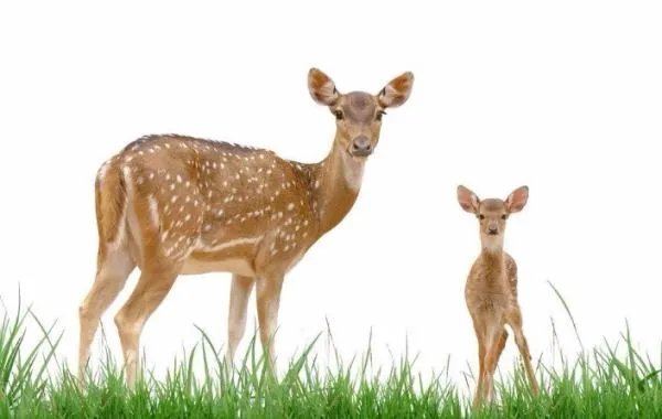 西藏加查县林业局人员为何割鹿头和鹿鞭？