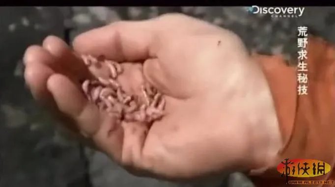 饭前饭后勿入:舌尖上的贝爷你敢吃其中几样?