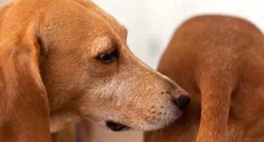 为什么狗狗一见面就先“闻屁股”?