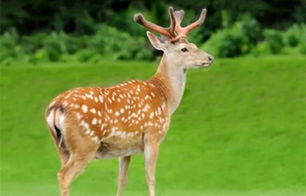 西藏加查县林业局人员为何割鹿头和鹿鞭？