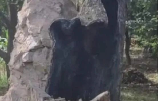 407岁梨树被烧空心仍能结果，为何它的生命力这么强？