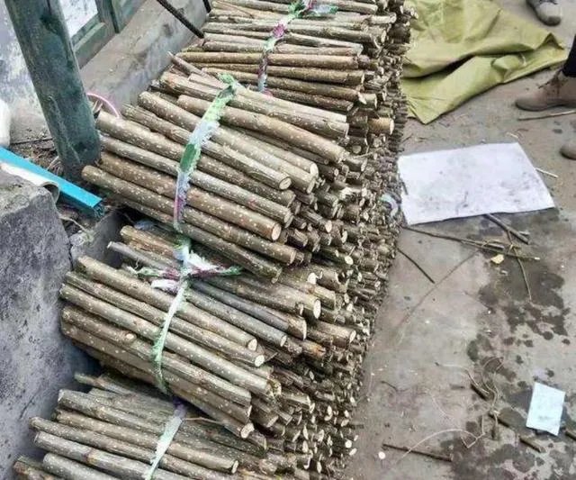 107杨树育苗扦插成活率是多少？怎么才能成活率高？