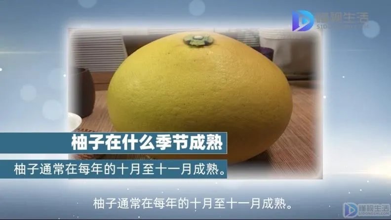 柚子什么季节成熟