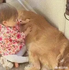 咬死过鸡的金毛会伤人吗？