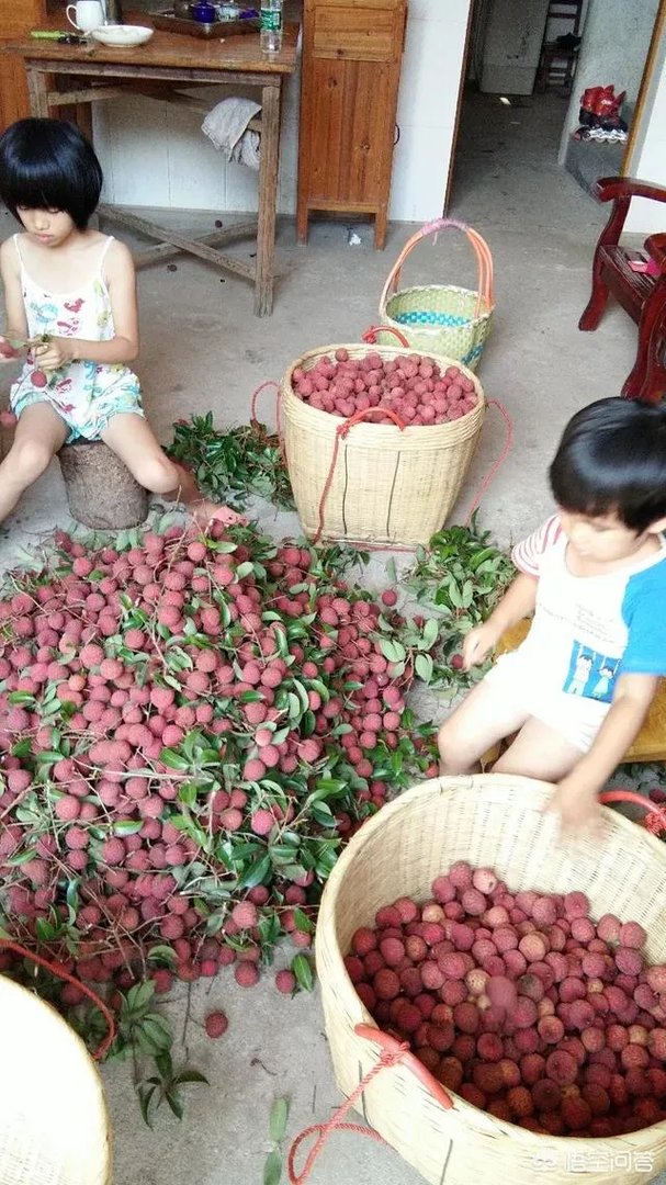 你们农村致富故事有哪些？