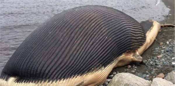 鲸鱼的结局除了鲸落，还有什么结果？