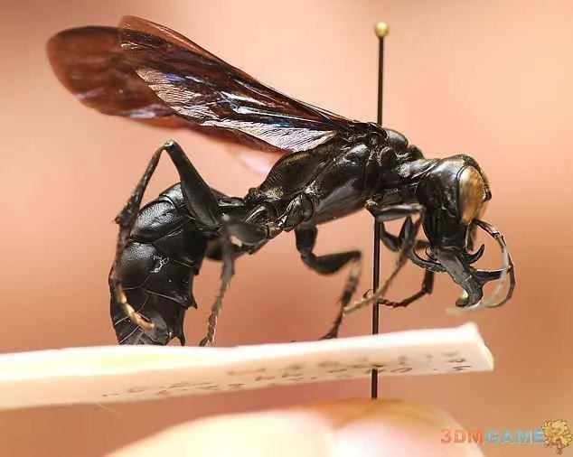 大得难以想象 那些震撼世人的巨型动物